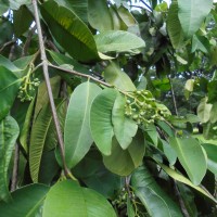 Garcinia cymosa (K.Schum.) I.M.Turner & P.F.Stevens